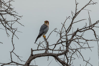 Low angle view of eagle perching on tree