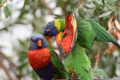Close-up of parrot perching on branch