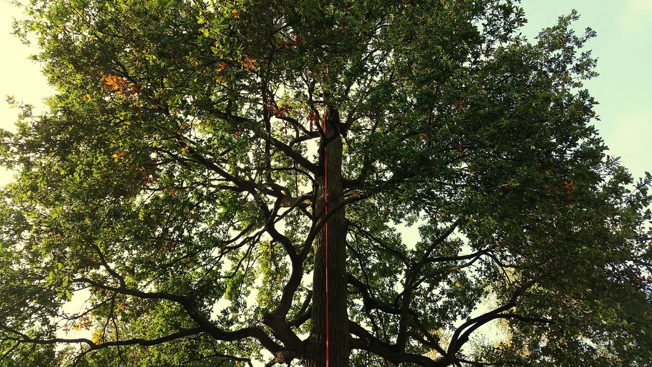 tree, low angle view, branch, growth, tree trunk, nature, tranquility, green color, sky, beauty in nature, clear sky, day, outdoors, forest, no people, leaf, lush foliage, scenics, sunlight, tranquil scene