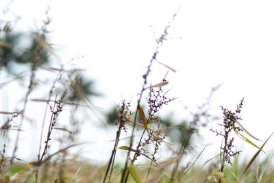 Close-up of plant