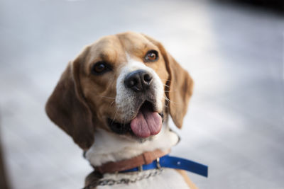 Close-up of dog sticking out tongue