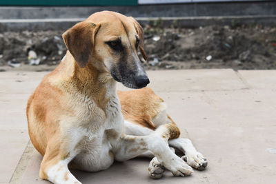 Dog sitting on footpath