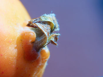 Close-up of spider