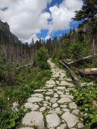 Footpath amidst plants and trees against sky
