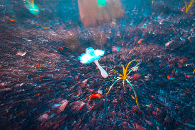 High angle view of jellyfish in sea