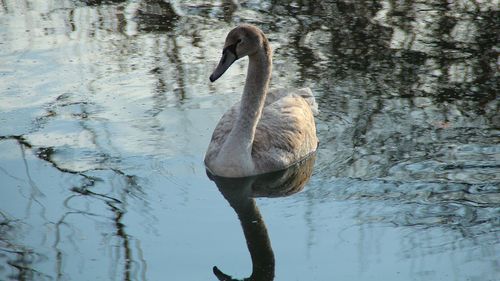 Close-up of duck swimming in lake