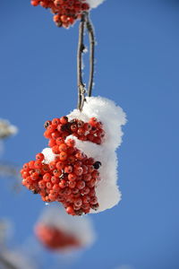 Close-up of frozen plant against sky