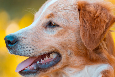 Close-up of golden retriever