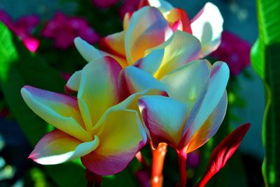 Close-up of flowers