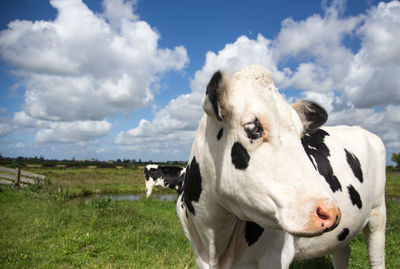 Cow grazing on field against cloudy sky