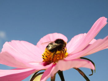 Close-up of bee on flower against clear blue sky