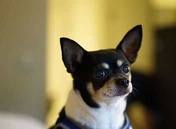 Close-up portrait of dog