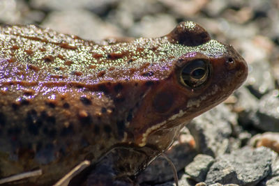 Close-up of lizard on rock