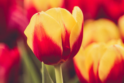 Close-up of red tulip