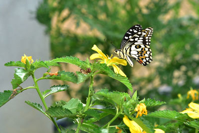 Butterfly pollinating on flower