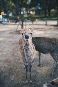 Portrait of deer standing outdoors