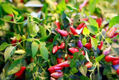 Close-up of chili pepper plant