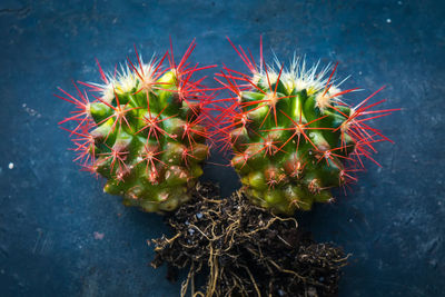 High angle view of succulent plant