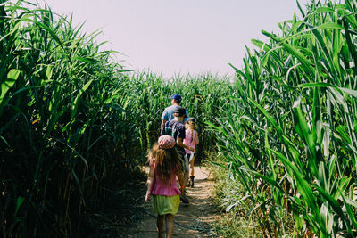 Rear view of father with children amidst corn crops on agricultural field