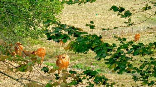 Red cows on herd