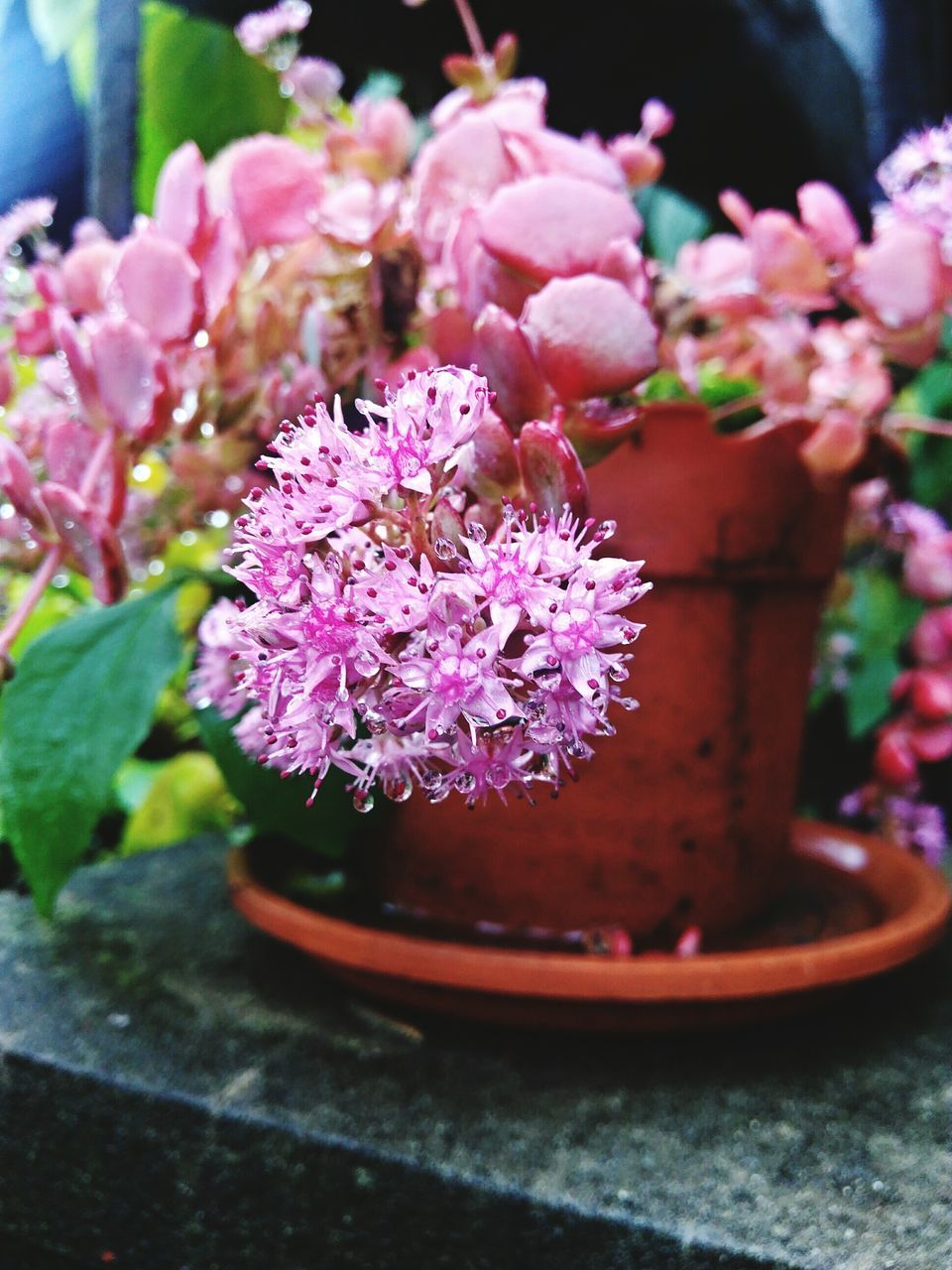 flower, freshness, fragility, growth, close-up, pink color, springtime, in bloom, beauty in nature, focus on foreground, nature, potted plant, petal, botany, blossom, plant, selective focus, blooming, flower pot, flower head, day, pink, formal garden, outdoors, bunch of flowers, no people, garden, flowering plant