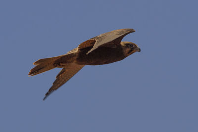 Low angle view of bird flying against clear sky