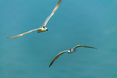 Low angle view of bird flying against blue sky