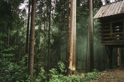 Trees in forest