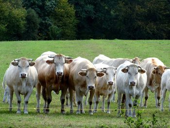 Herd of cows on field