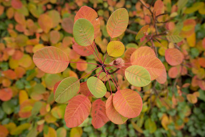 Close-up of plant growing outdoors