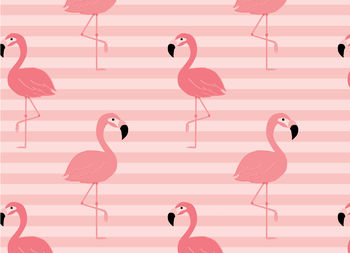 Close-up of birds on pink road