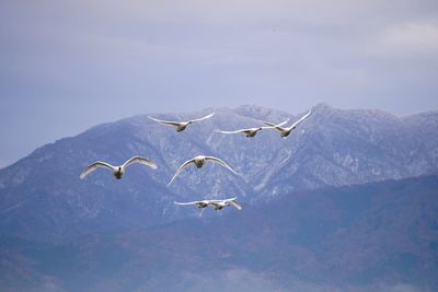 Seagulls flying in the sky