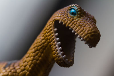 Close-up of dinosaur toy