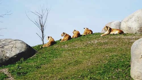 Cows grazing on field against clear sky