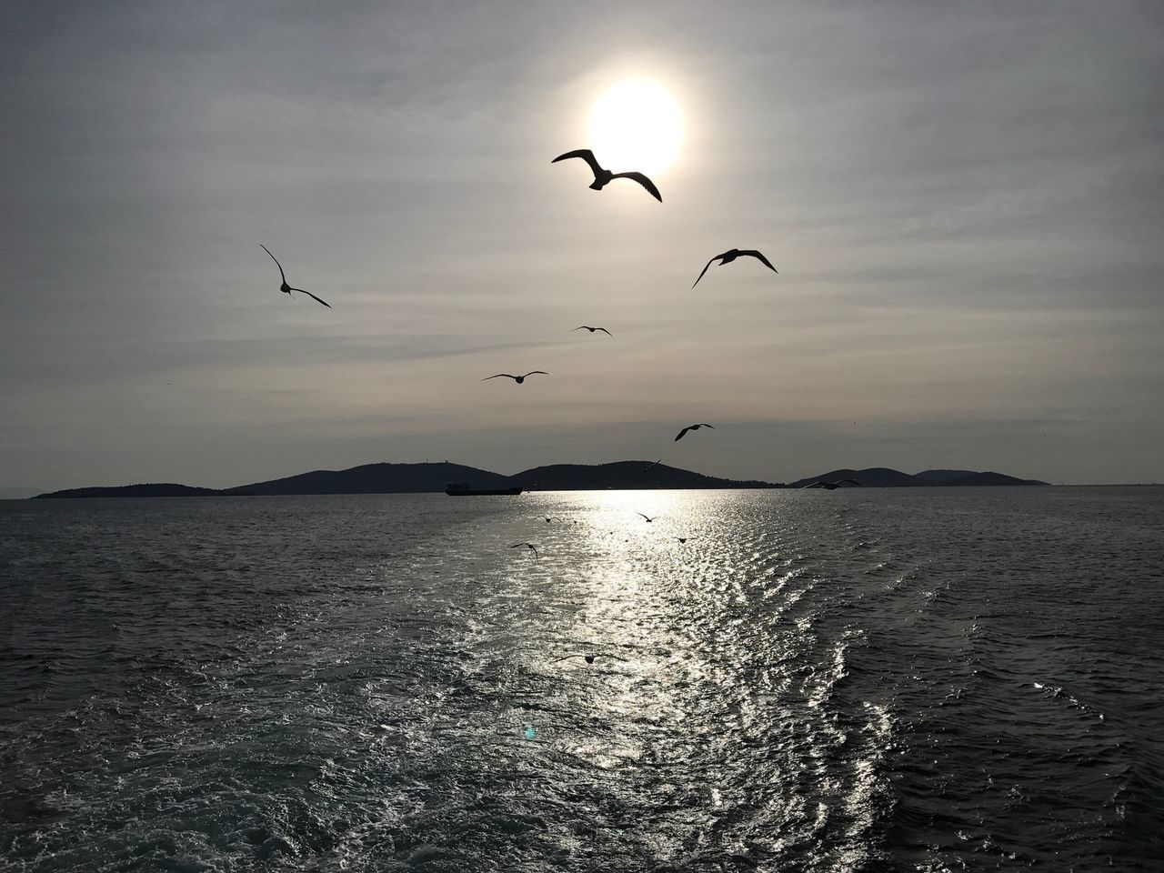 Birds following ferry