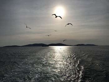 Silhouette birds flying over sea against sky