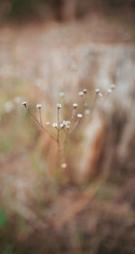 Close-up of dry flowers on field