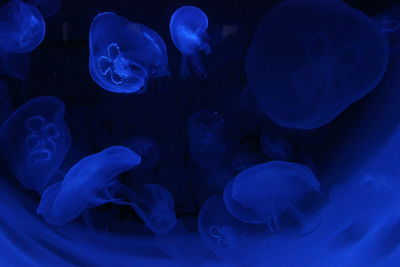 Close-up of jellyfish in aquarium