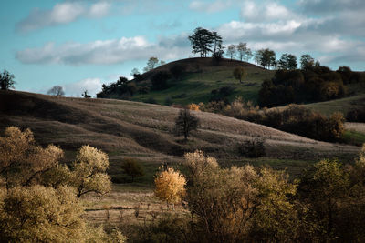 Trees on field against sky