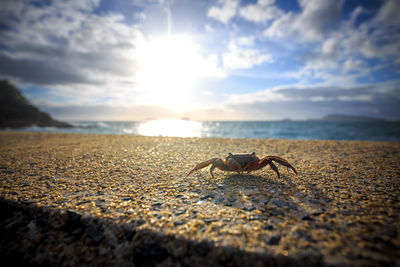Close-up of crab on sand at beach against sky
