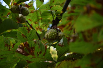 Close-up of insect on plant