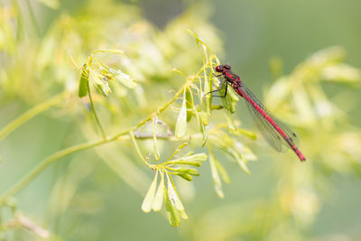 Close-up of insect