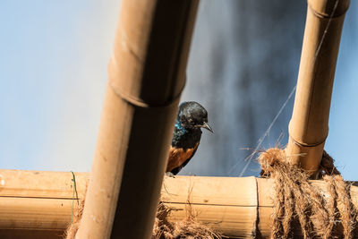 Low angle view of bird perching on wood