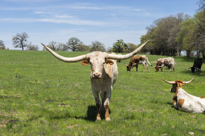 Cows in a field