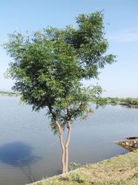 Tree by lake against sky