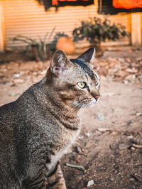 Close-up of tabby cat looking away