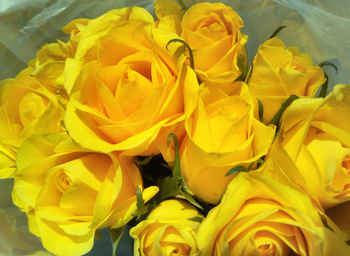 Close-up of yellow flowers