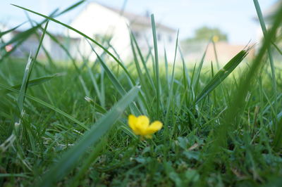 Close-up of yellow flowers blooming on field