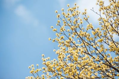 Low angle view of blooming tree against blue sky