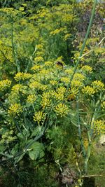 Close-up of yellow flowers growing in field